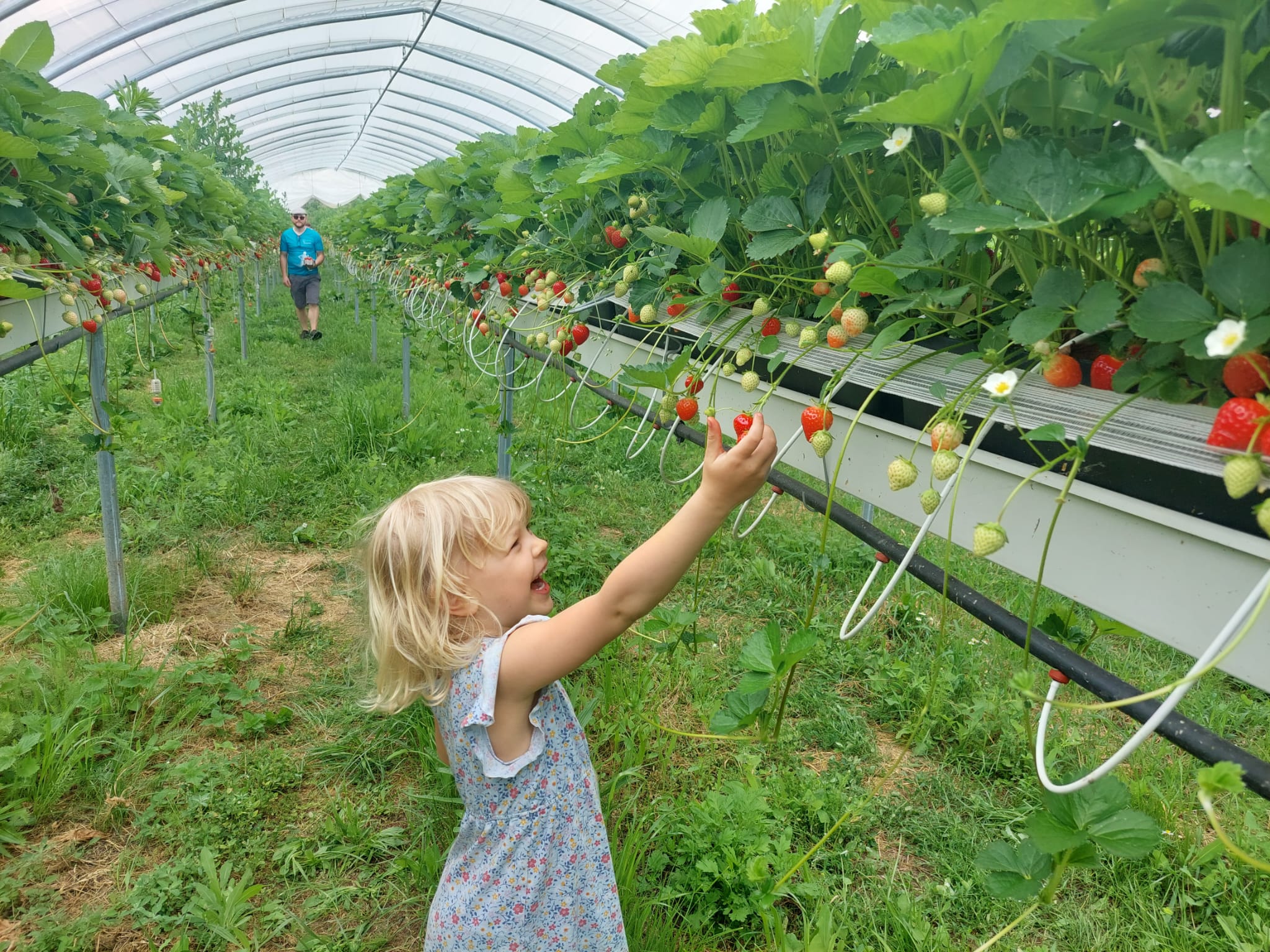 Ein Mädchen pflückt Erdbeeren in dem Tunnel. Dahinten läuft ein Mann.