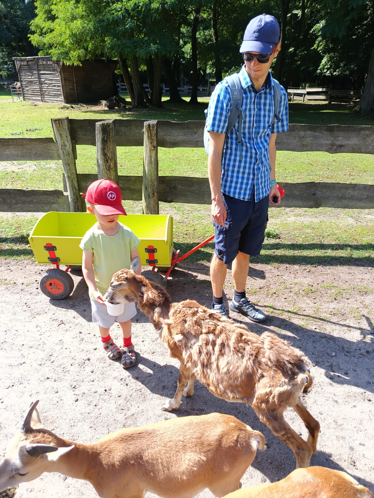 Ein Mann mit dem Bollerwagen und Jungen. Der Junge füttert die Ziegen